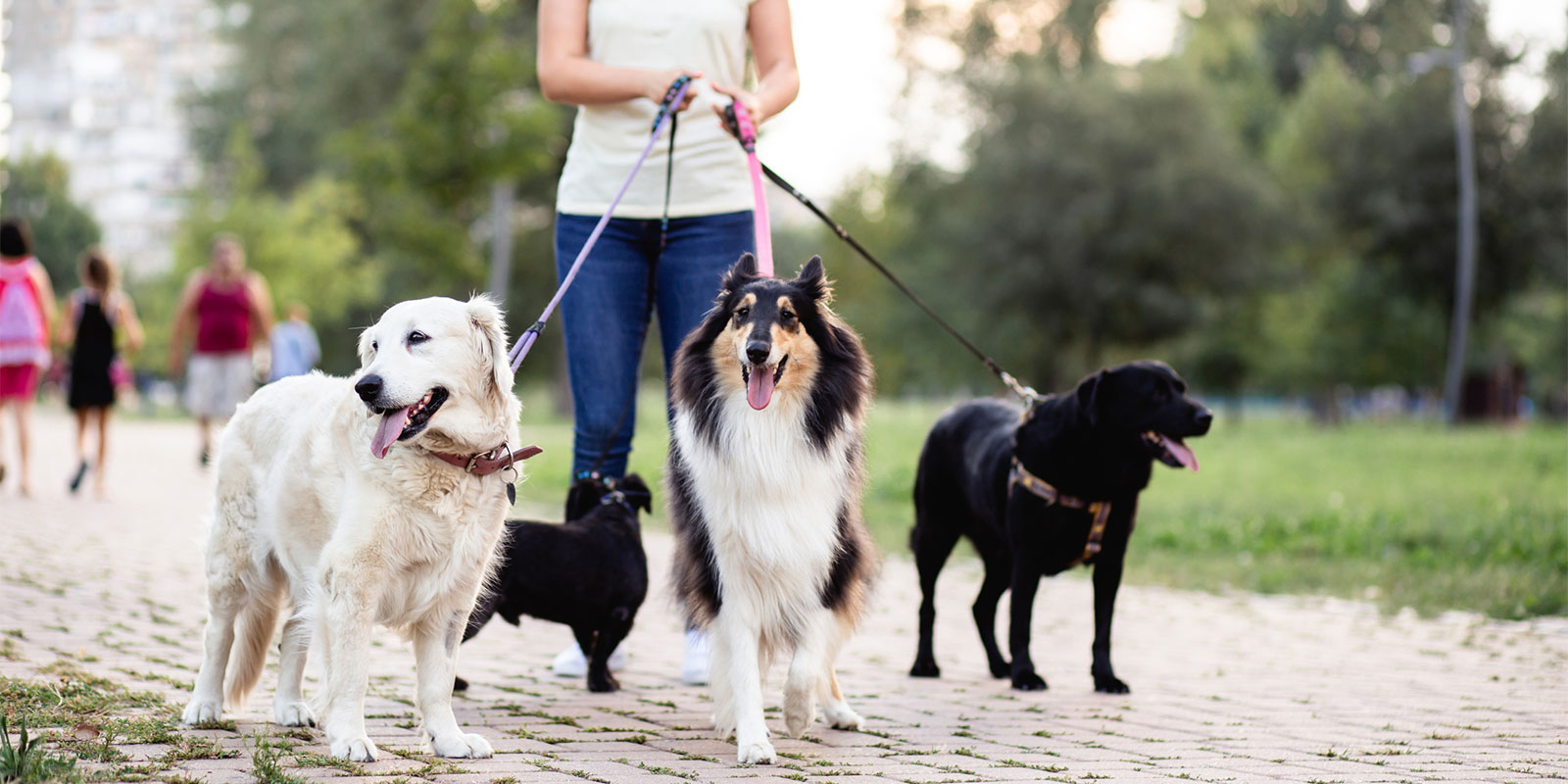woman in yellow tank top and blue jeans walks four dogs on leashes across a brick walking path